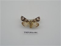 藏品(夜蛾632)的圖片